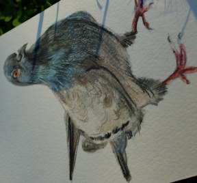 Original illustration by Lauren Stewart