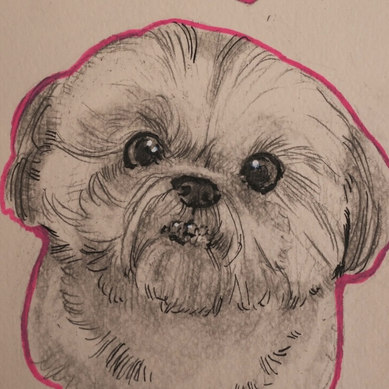 Small dog portrait with a pink outline